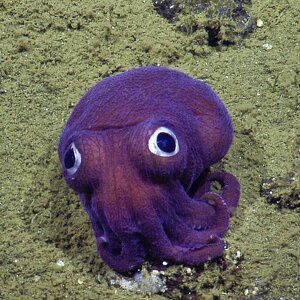 Fundraising Page: susan hensley